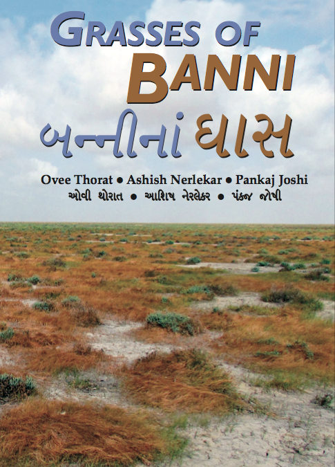 Grasses of Banni