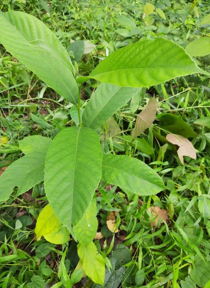 Artocarpus chaplasa - ERA India
